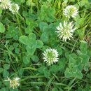 네잎클로버 이미지