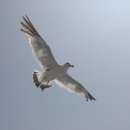 갈매기의 꿈 이미지