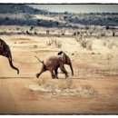 코끼리세탁 이미지