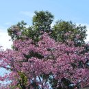 오렌지카운티 이미지