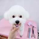 쁘띠댕 네이버블로그