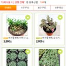 에덴플랜트