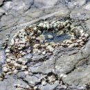 공룡 발자국화석지 이미지