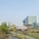 엔에이치엔(주) | [공지] 판교 벚꽃 산책 지금이 타이밍 – 개나리교부터 화랑육교까지 절정 만개