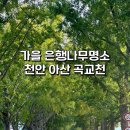 은행나무길 대여소 | 천안 아산 가볼만한 곳 가을 은행나무길 명소 곡교천 11월 현황 후기