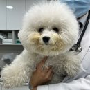 온정동물병원 이미지