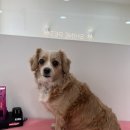 샤인펫 (Shine pet) 이미지