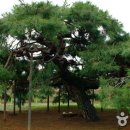 원두천 1 이미지