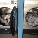 대림세탁 이미지