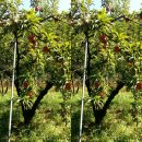 자두마을 이미지