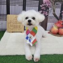 도몽몽 네이버블로그
