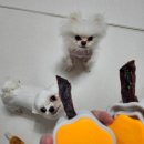 강아지 삼킴방지 푸드클립 내돈내산 후기