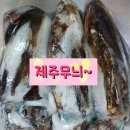 오징어아저씨 이미지
