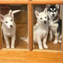 피오르(PIORR) | 피오르 위글리매트 롤매트 리뷰