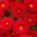 빨강 국화 (Chrysanthemum) 이미지
