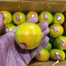 하우스 감귤&amp;체리&amp;성주 참외 &amp;완숙토마토 &amp;대추방울토마토!!! 이미지