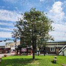 나무이야기 이미지