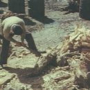 송진목장 이미지