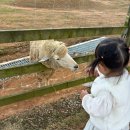 고창 상하농원 아기랑 입장료 동물체험 할로윈 축제 후기