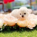 전주강아지분양 고양이분양 24시 데려가개 전주점 이미지