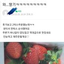 붕붕카과일