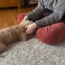 헬로멍푸드 | 강아지도 사랑하는 계절, 봄