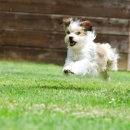 안면독스애견펜션 이미지