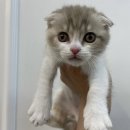 야옹아 멍멍해봐 동탄하나로점 이미지