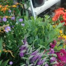 신우꽃집 이미지