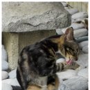 고양이세수 이미지