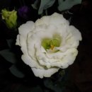 더리시안 이미지