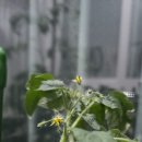 TMT 🍅 이미지