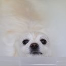 나나애견미용 이미지