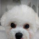 새싹 동물병원 이미지