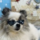 아띠멍멍 | [광주 서구 애견카페] 아띠멍멍 방문 후기