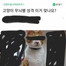 고양이 별 이미지