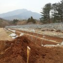 동일농장 이미지