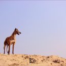 그레이 농장 이미지