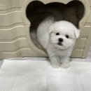 솜뭉치 이미지