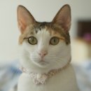 장보는강아지와고양이 이미지