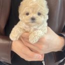 마마스미독 강아지 분양 김해점 이미지