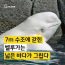 `Netizen 신비 동물의 왕국` 2019. 5.12(일요특집) 이미지