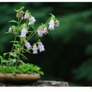 다강산방