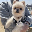 댕토피아 이미지