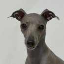 다음펫 | 강아지눈물사료 추천 [린펫 티어배리어 사료] 성분·효과 리뷰