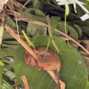 포레스트안경 이미지