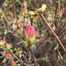 양지-3356 이미지