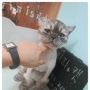 뽀꼬뽀꼬샵(#) 이미지