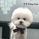 디얼독 이미지