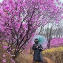 20250405 원미산 진달래동산 만개